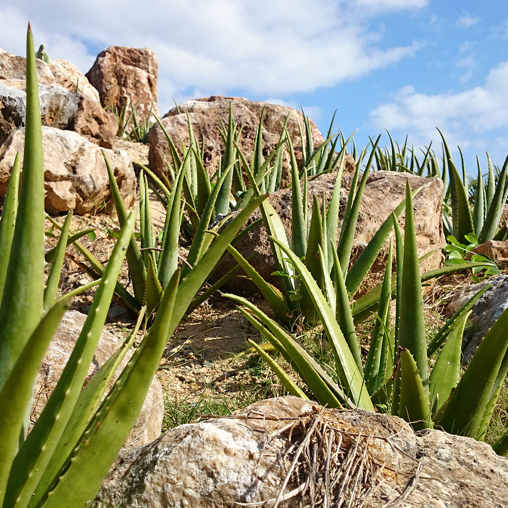 bushcraft campsite uppama beach gesashi higashison  okinawa japan