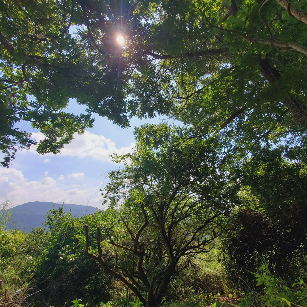 bushcraft campsite ashigara yamakita  kanagawa japan
