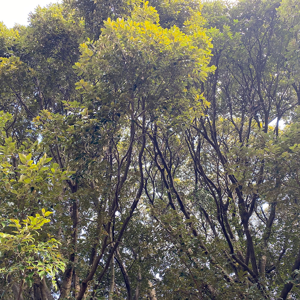 bushcraft campsite yoshihama yugawara kanagawa japan