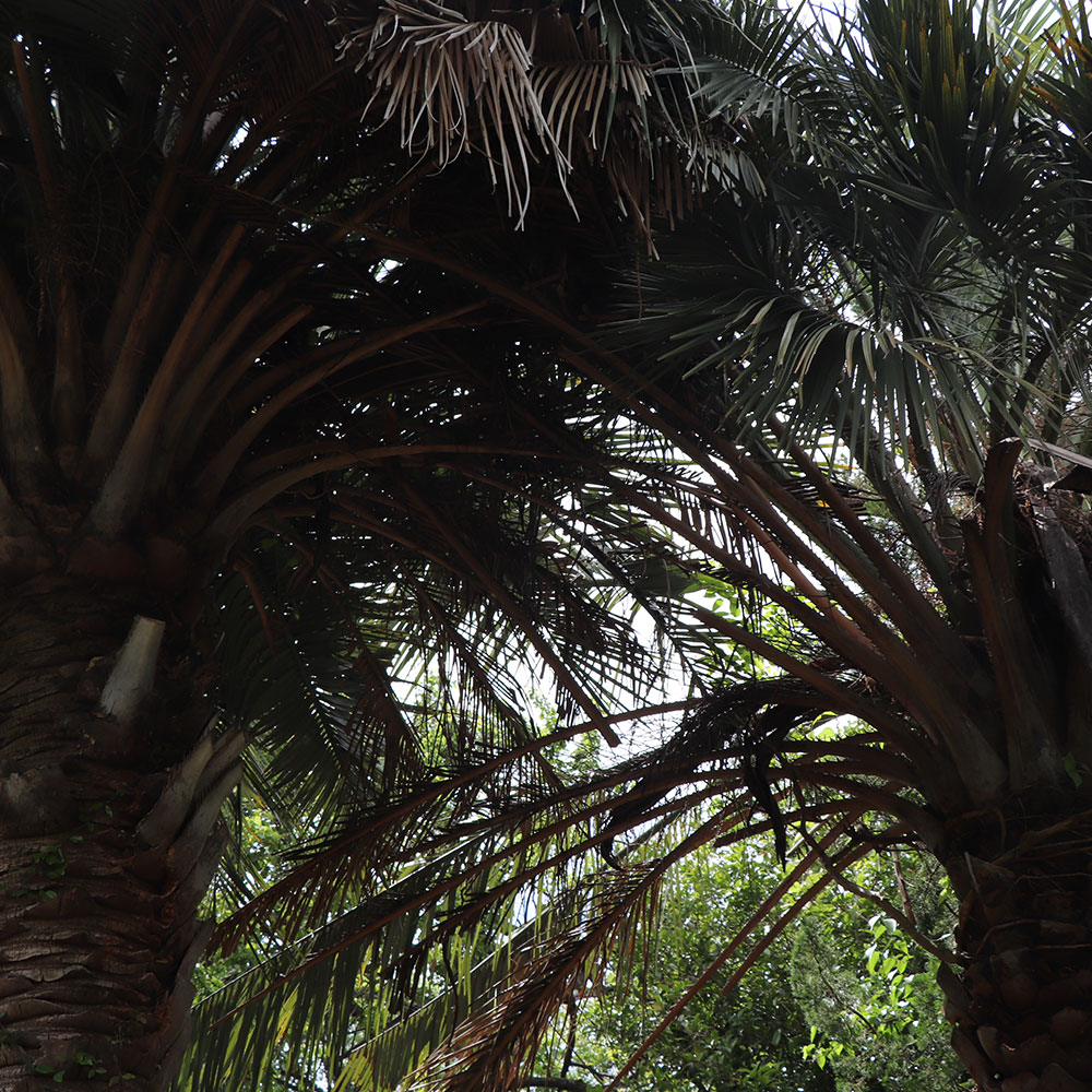 bushcraft campsite Funakoshi yokosuka kanagawa japan