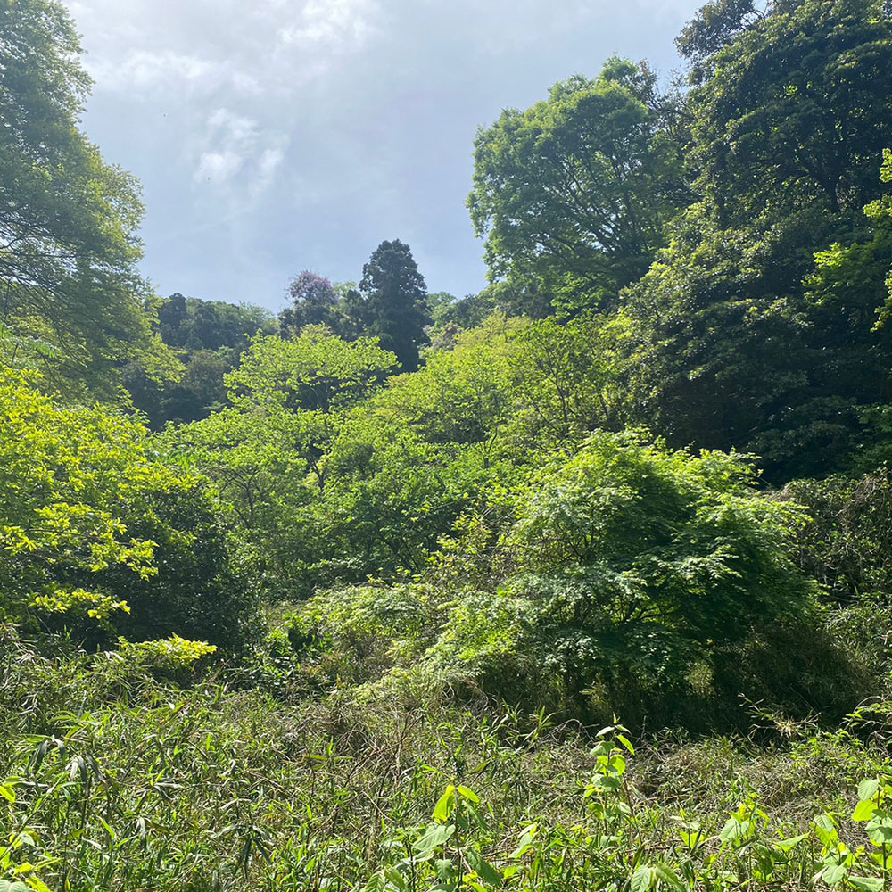 bushcraft campsite horiuchi morito hayama kanagawa japan