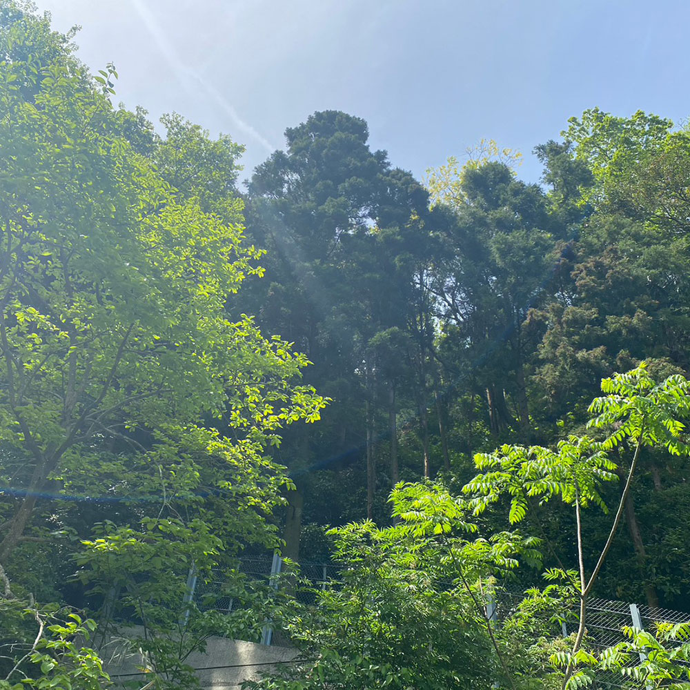 bushcraft campsite horiuchi morito hayama kanagawa japan
