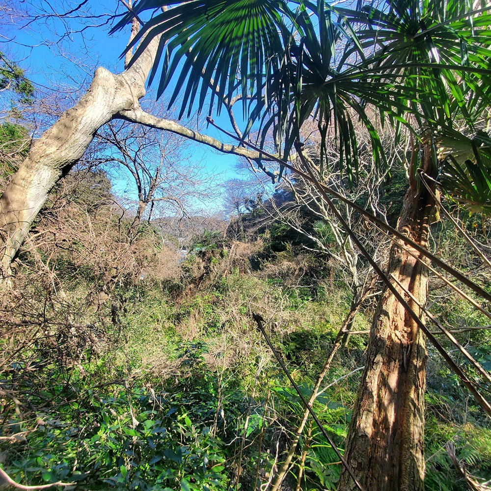 bushcraft campsite horiuchi morito hayama kanagawa japan