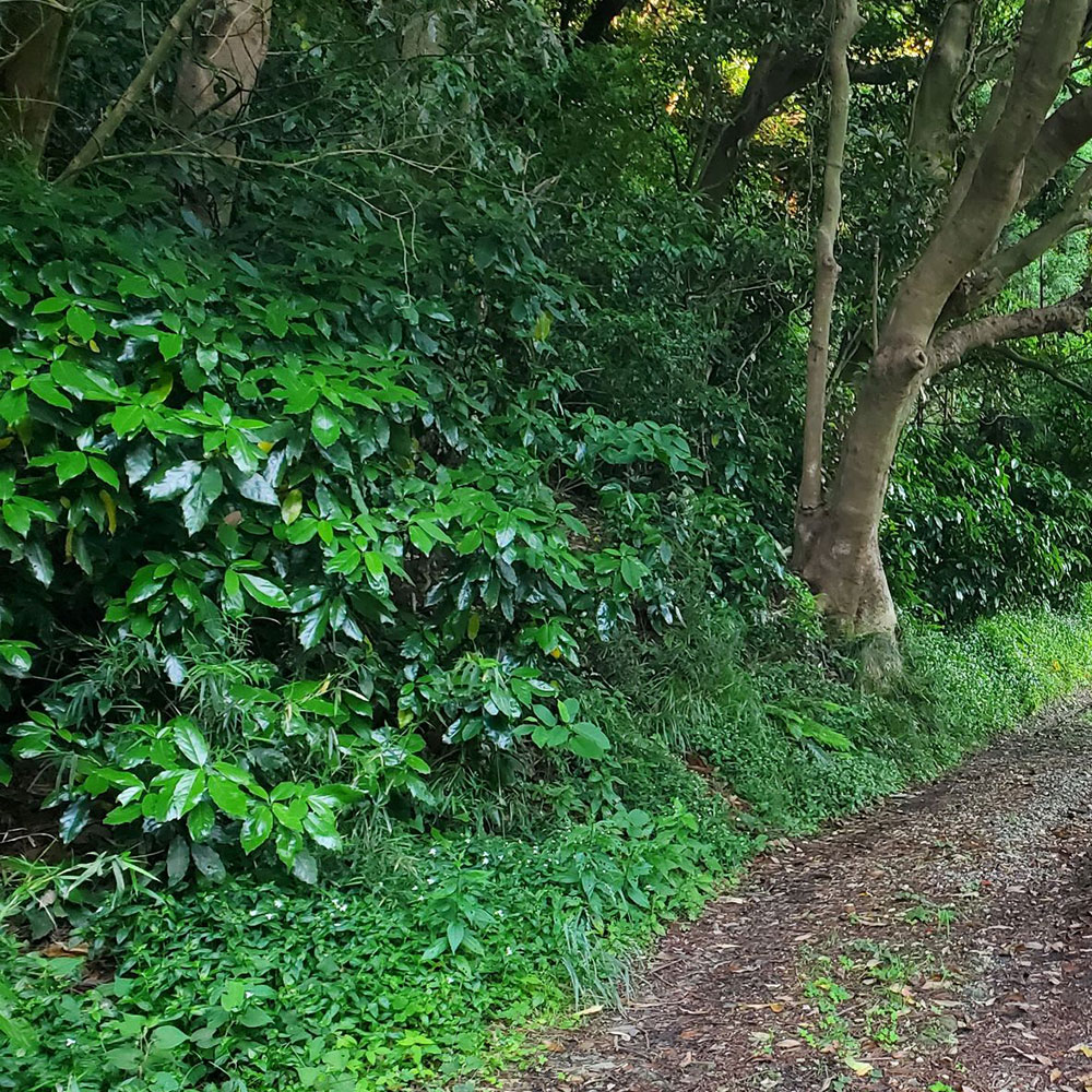 bushcraft campsite kamiyamaguchi hayama kanagawa japan
