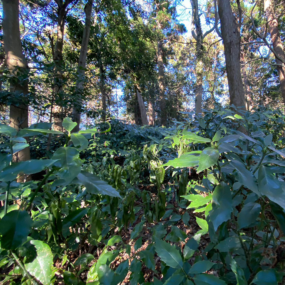 bushcraft campsite sakurayama zushi kanagawa japan