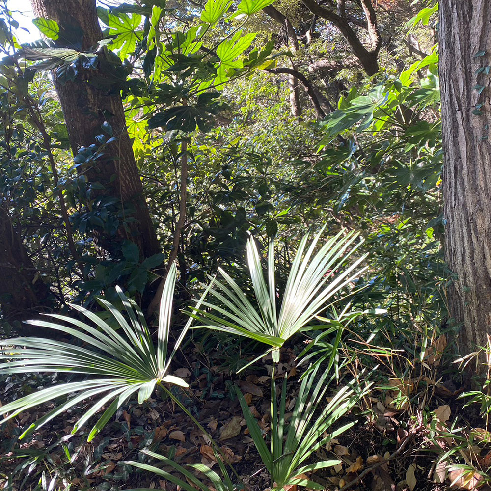 bushcraft campsite sakurayama zushi kanagawa japan