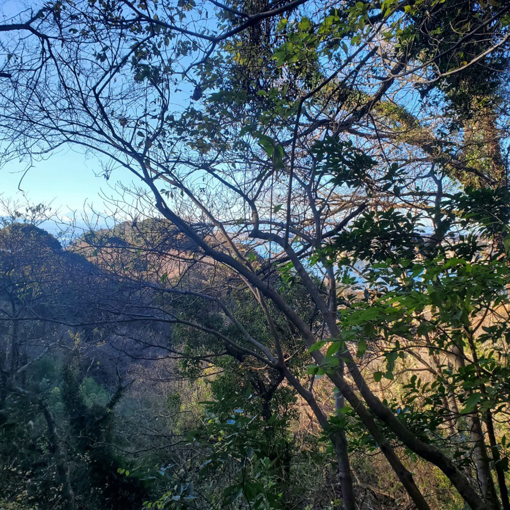 bushcraft campsite sakurayama zushi kanagawa japan