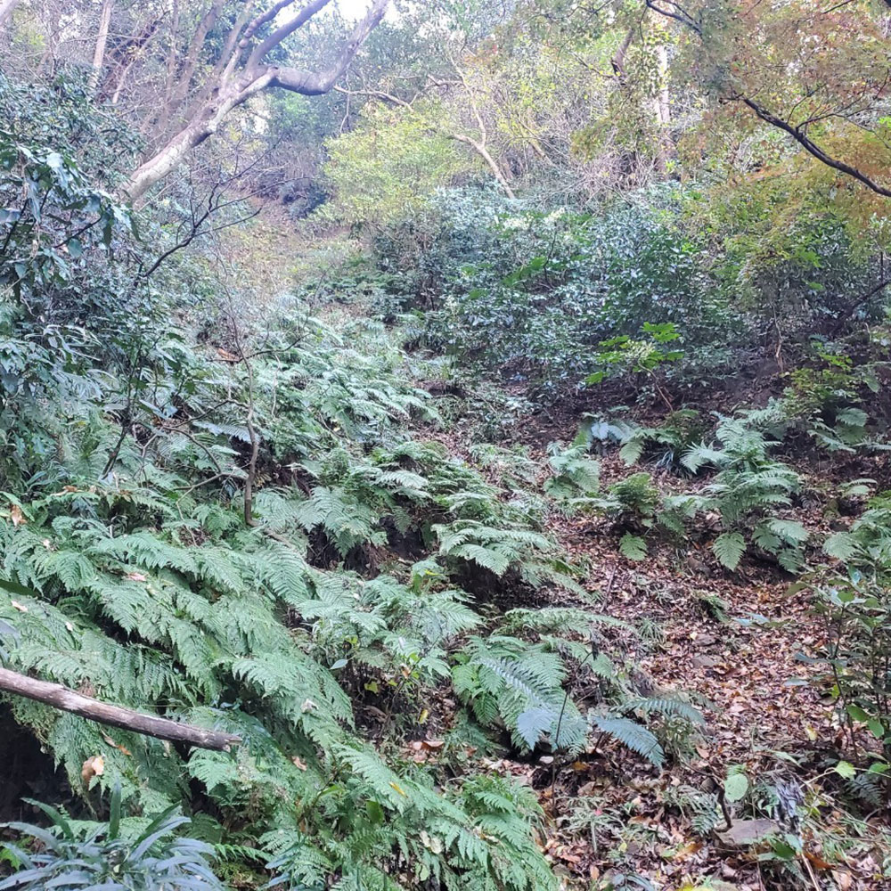 bushcraft campsite sakurayama zushi kanagawa japan