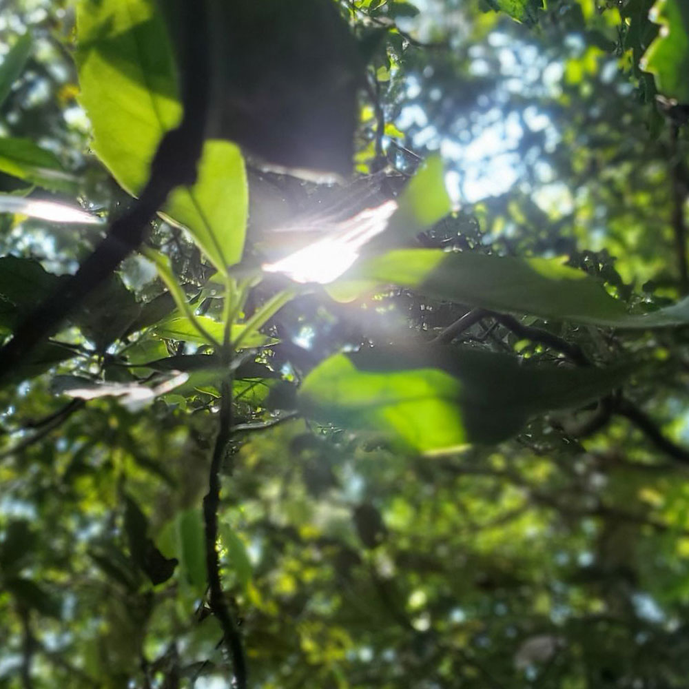 bushcraft campsite sakurayama zushi kanagawa japan