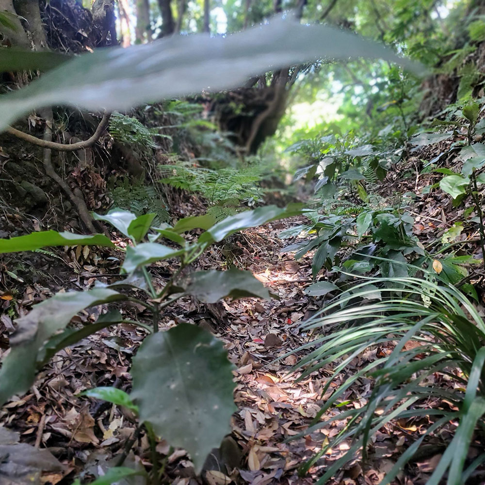 bushcraft campsite sakurayama zushi kanagawa japan