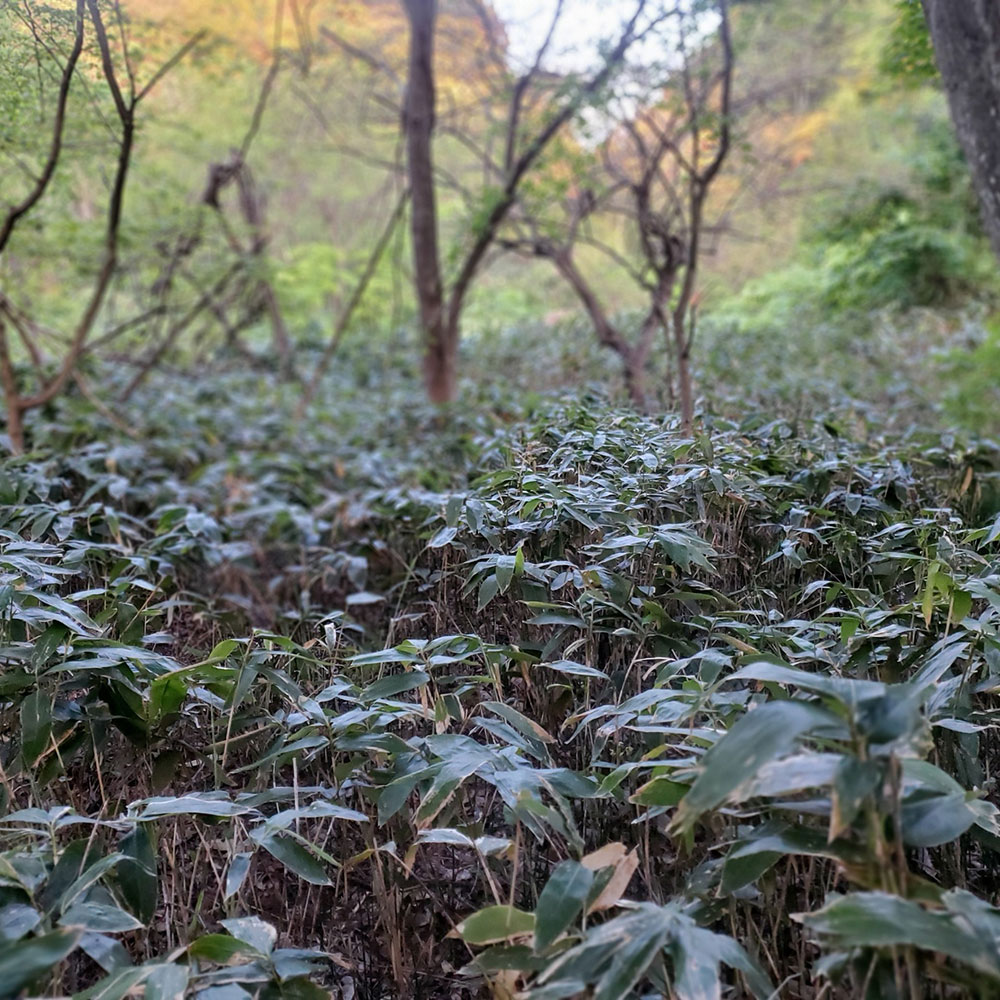 bushcraft campsite towada aomori japan